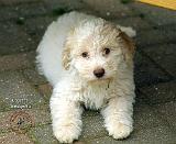 Lagotto Romagnollo 8T22D-09